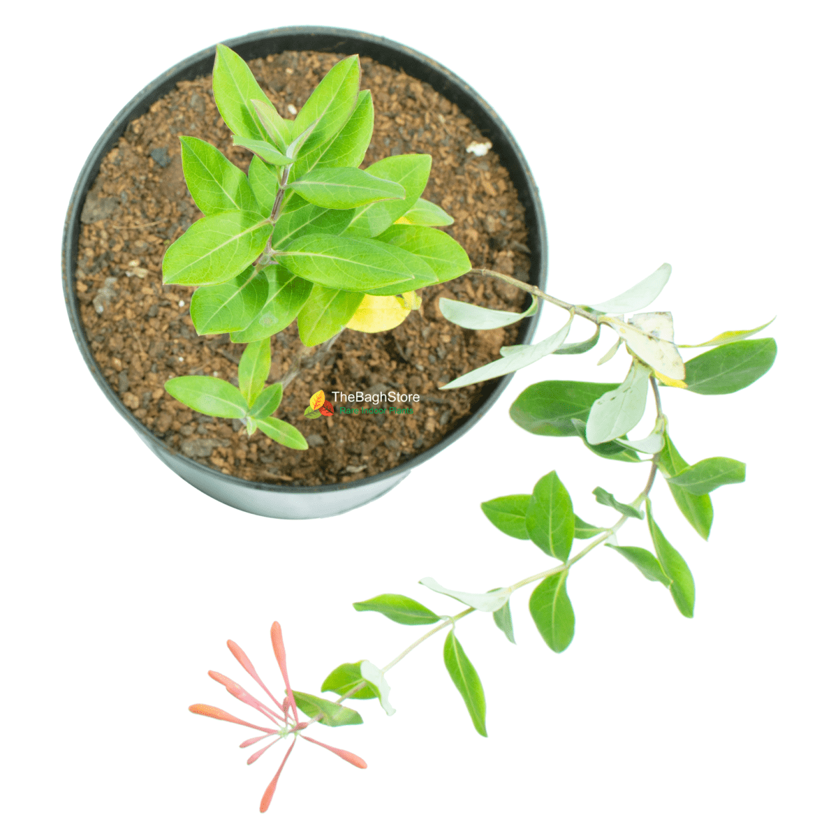 Honeysuckle, Lonicera sempervirens - Plant