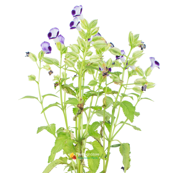 Torenia (Blue) , Wishbone Flower - Plant