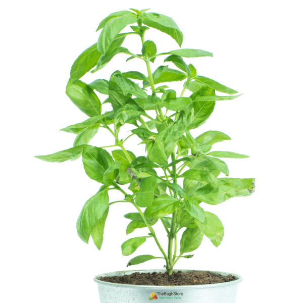 Italian Basil Plant - Herb