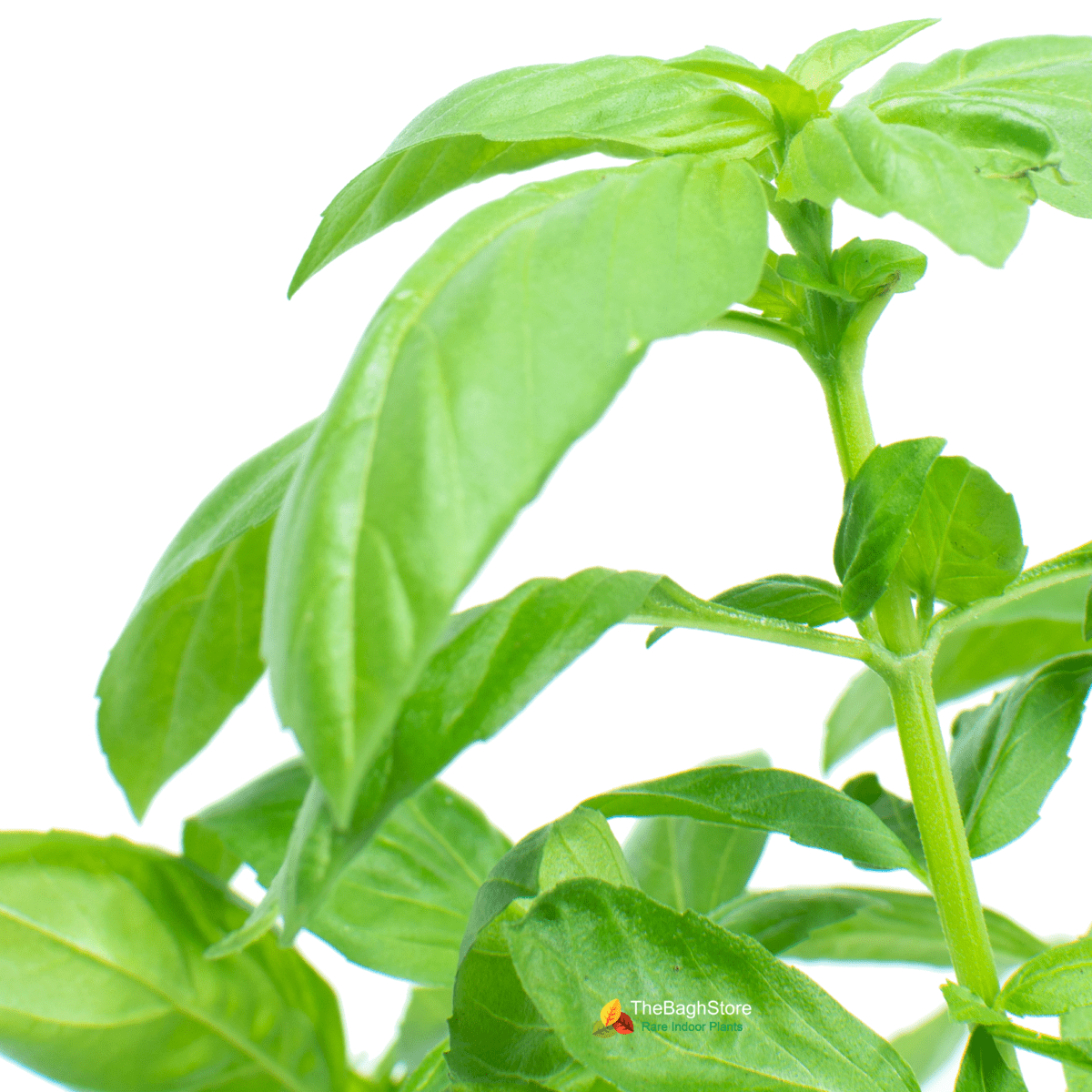 Italian Basil Plant - Herb