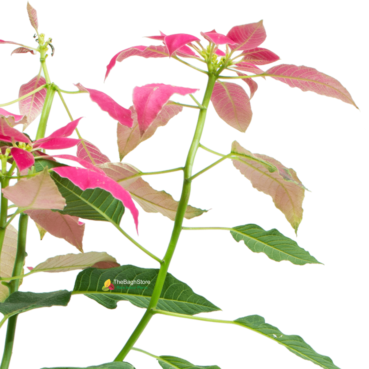 Poinsettia Pink - Plant
