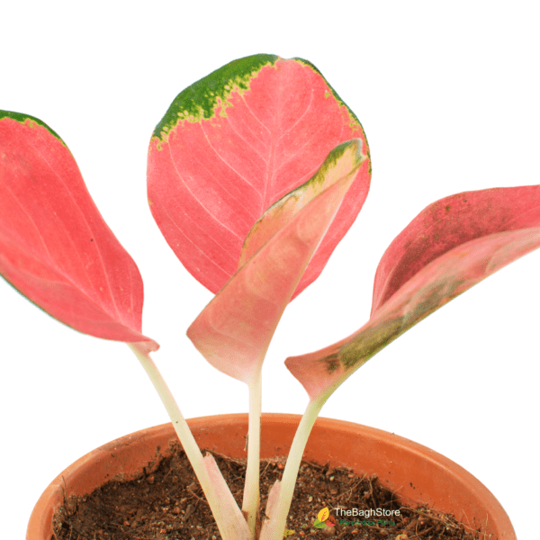Aglaonema Pink ,Suksom Jaipong, Small - Plant