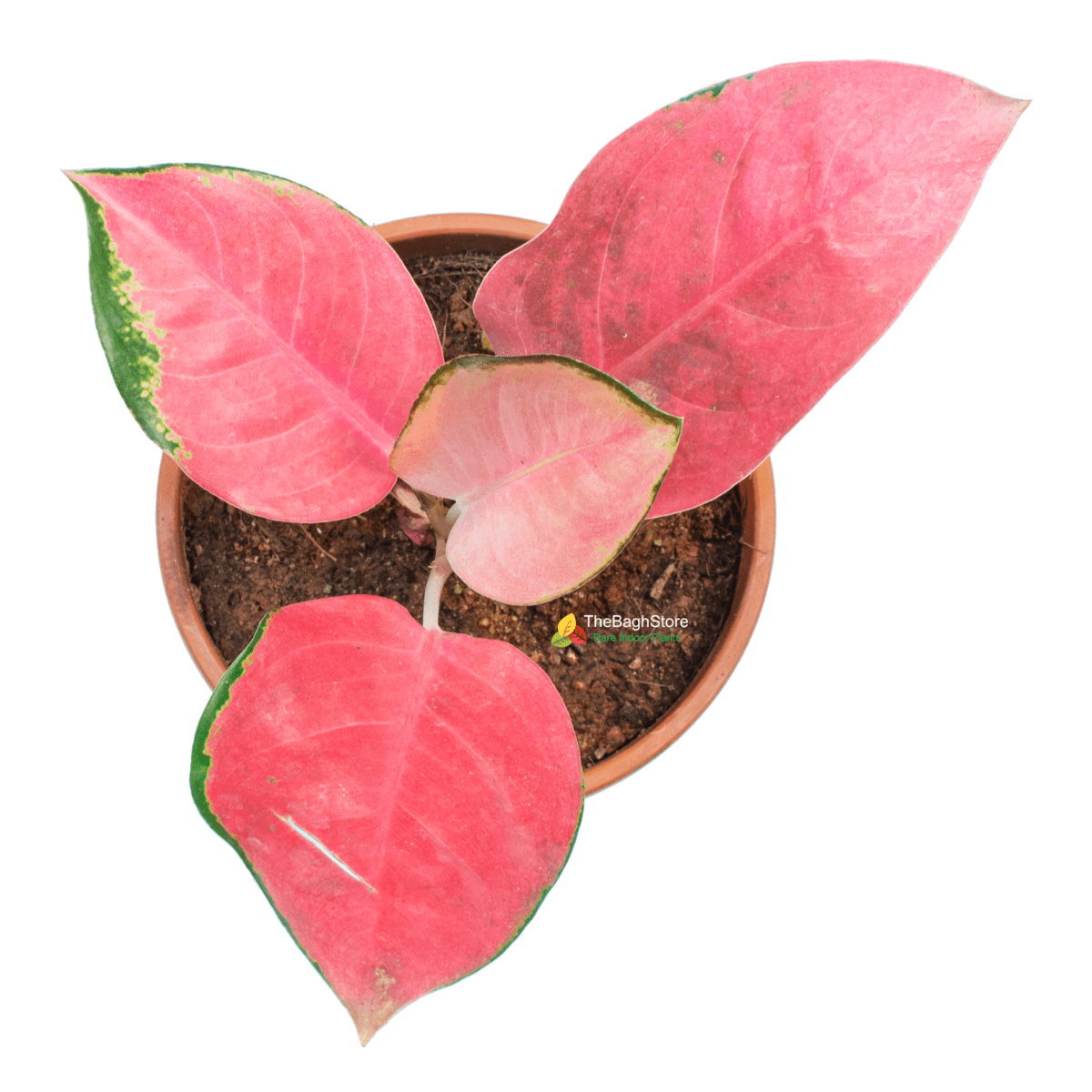 Aglaonema Pink ,Suksom Jaipong, Small - Plant