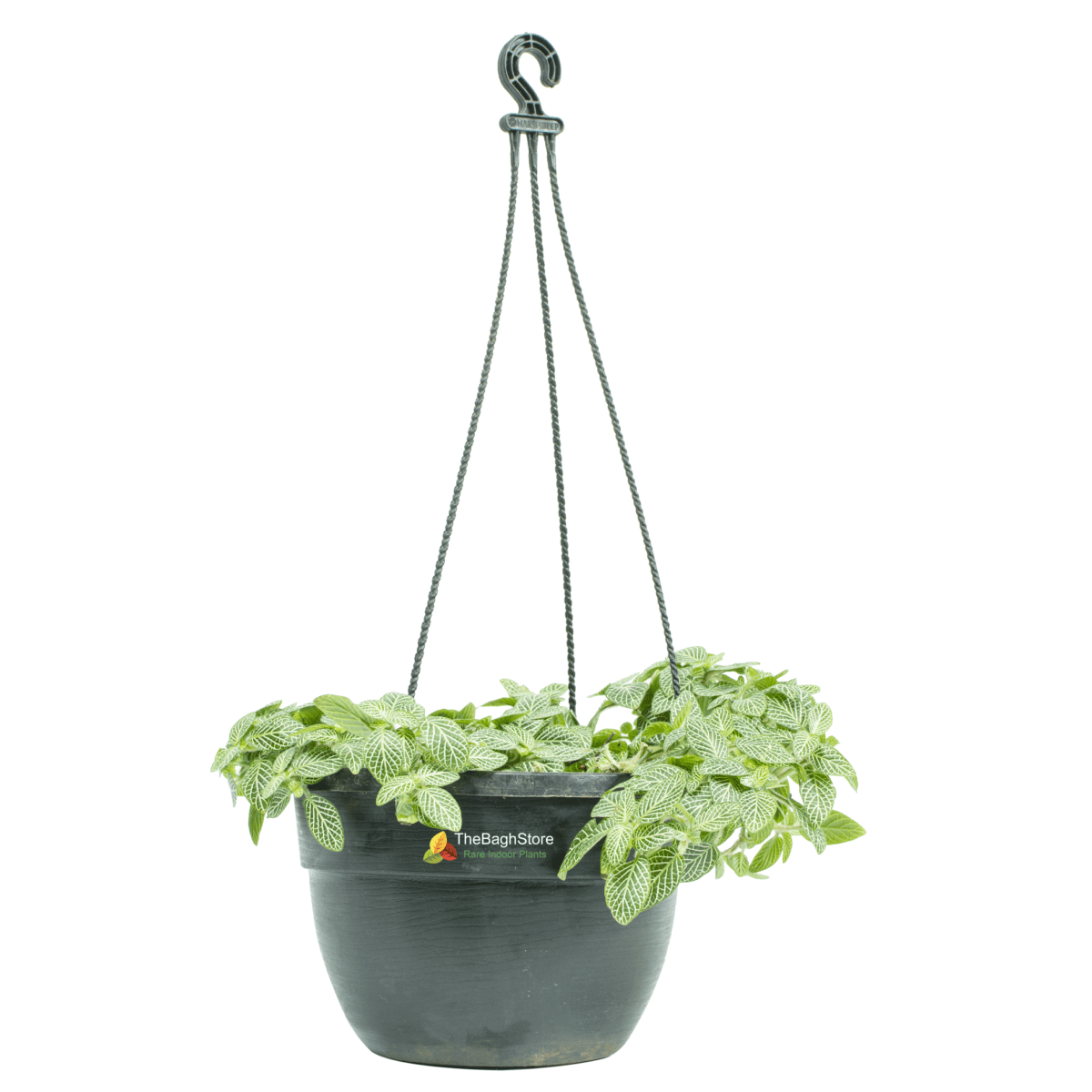 Fittonia Albivenis, White Nerve Plant in 6 inch Hanging Pot - Plant