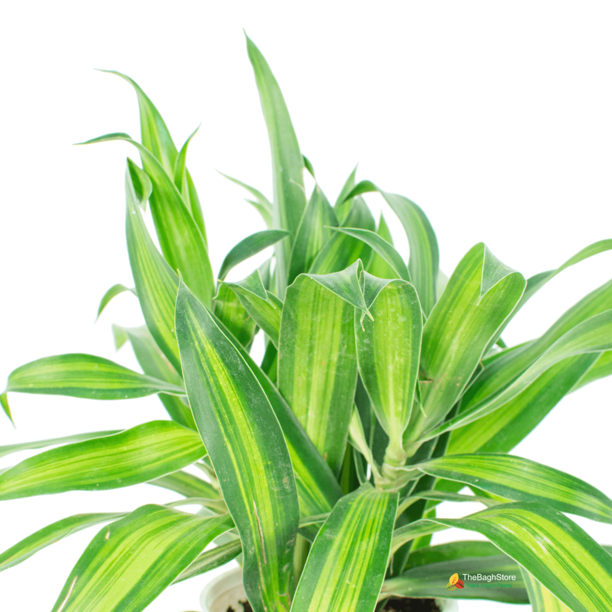 Dracaena Massangeana, Dracaena fragrans - Plant