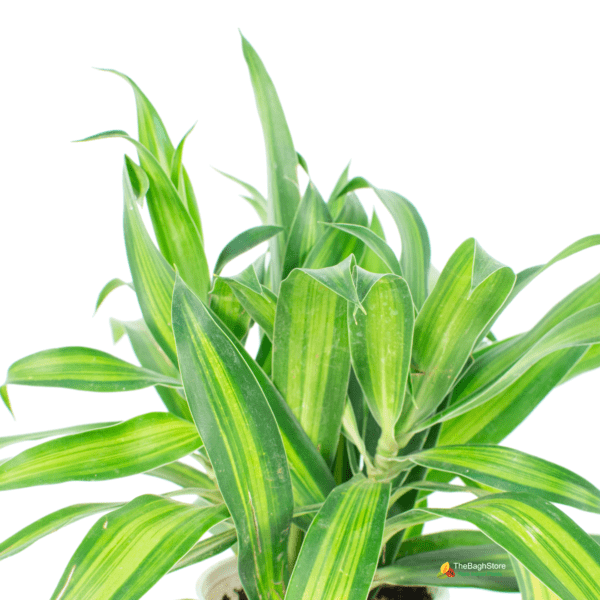 Dracaena Massangeana, Dracaena fragrans - Plant