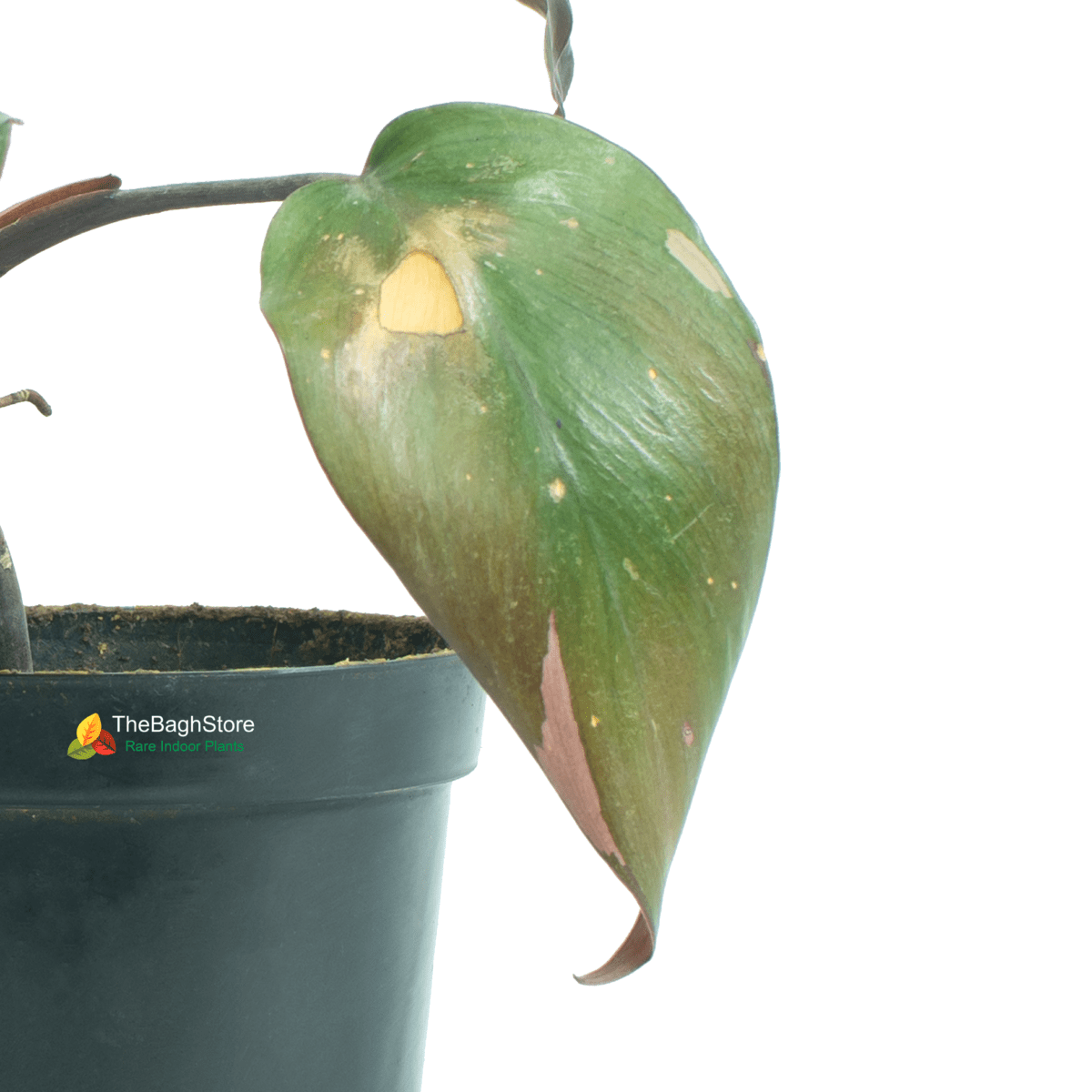 Philodendron Pink Princess, (2 Years old ) - Plant
