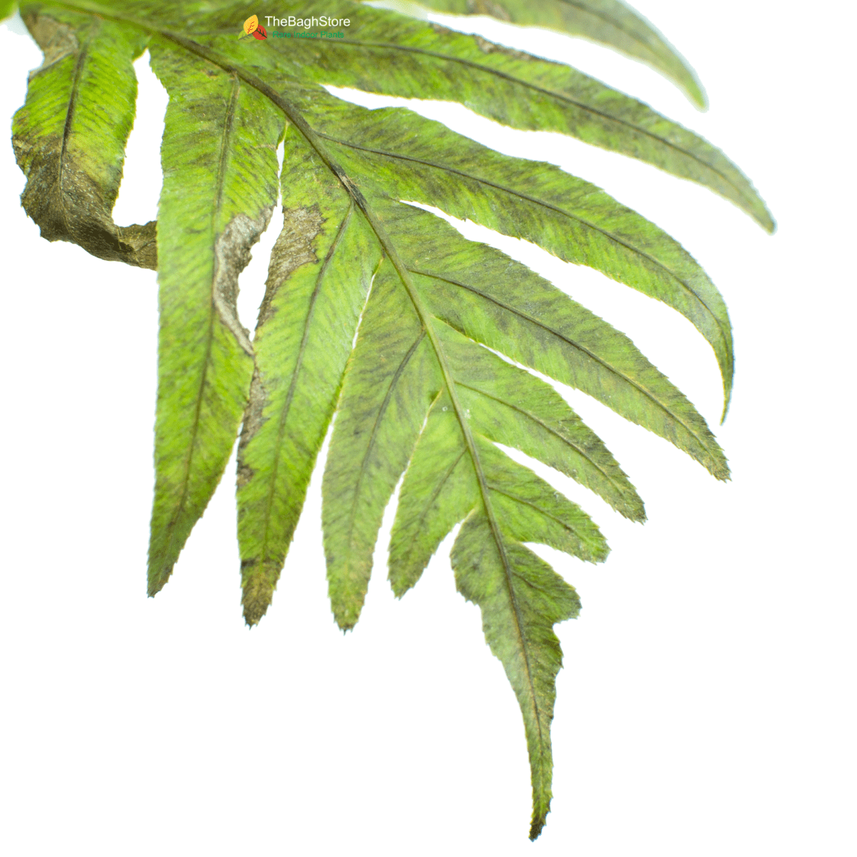 Tree Fern - Plant