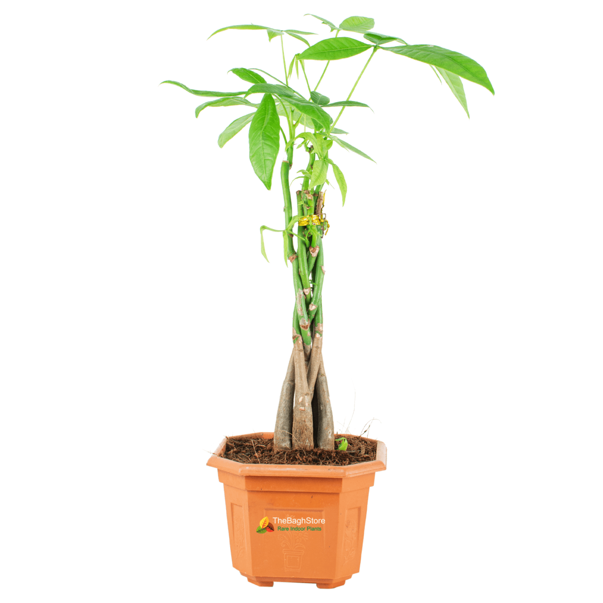 Pachira Aquatica, Money Tree Plant, Guiana Chestnut - Plant | TheBaghstore  - All Indoor Plants