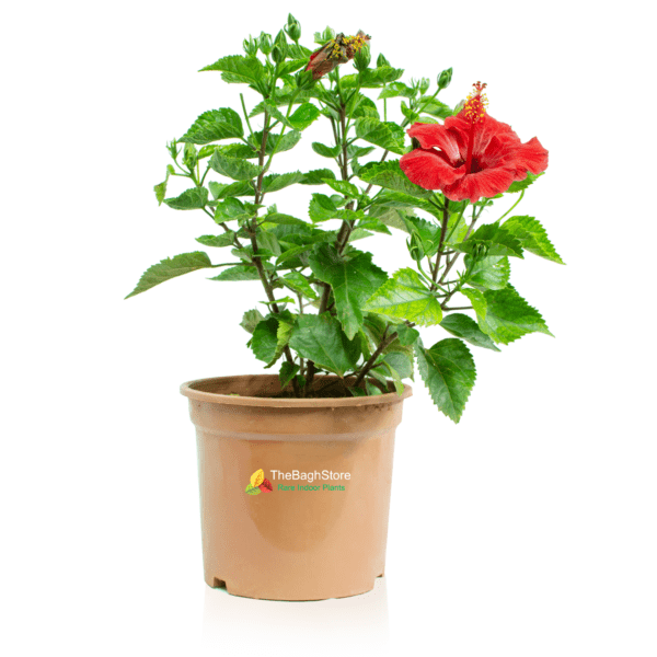 Hibiscus, Gudhal Flower (Red) - Plant