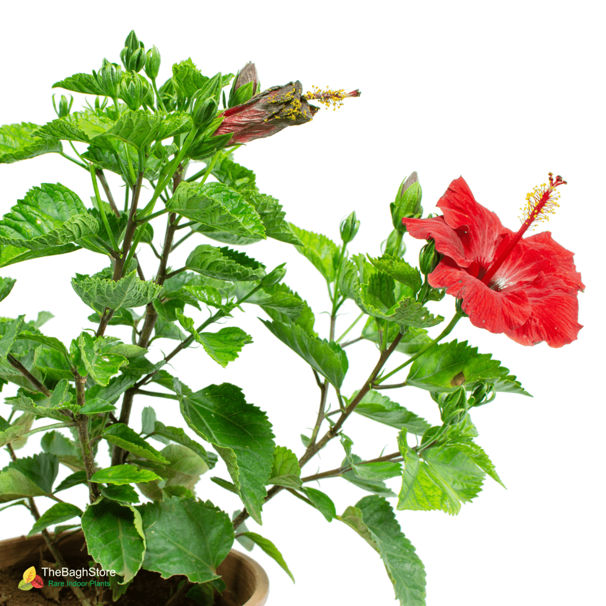 Hibiscus, Gudhal Flower (Red) - Plant