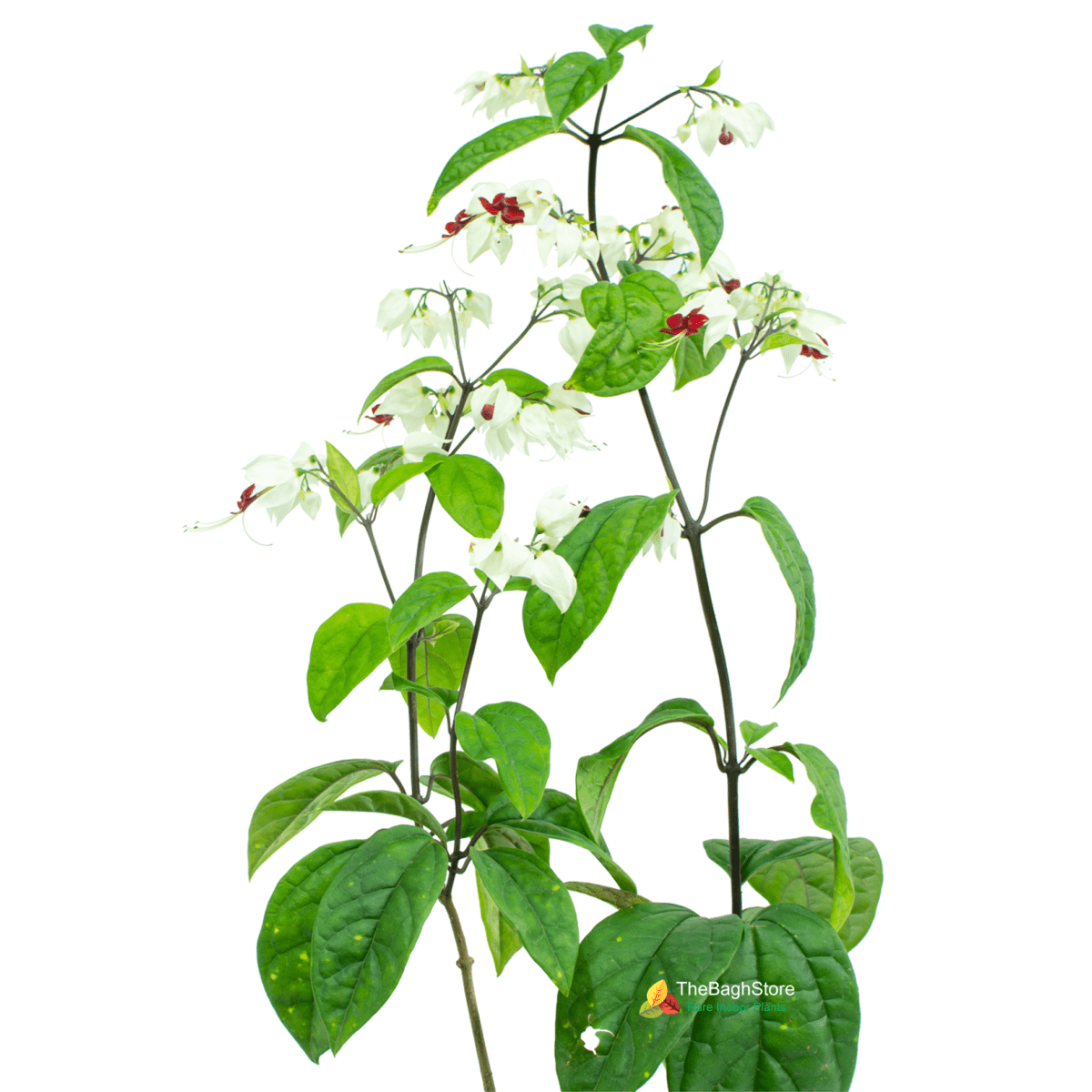 Bleeding Heart Vine , Clerodendrum Thomsoniae - Plant