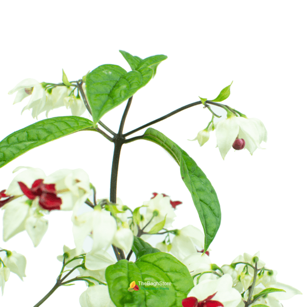Bleeding Heart Vine , Clerodendrum Thomsoniae - Plant