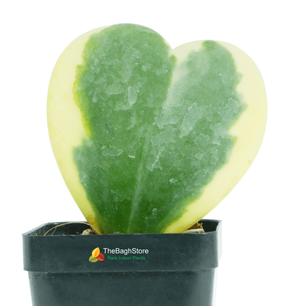 Hoya kerrii, Heart Leaf, Sweetheart Hoya (Variegated) - Succulent Plant
