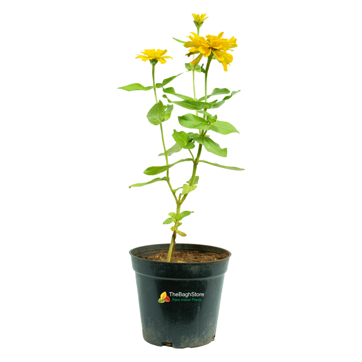 Zinnia (Yellow) - Plant