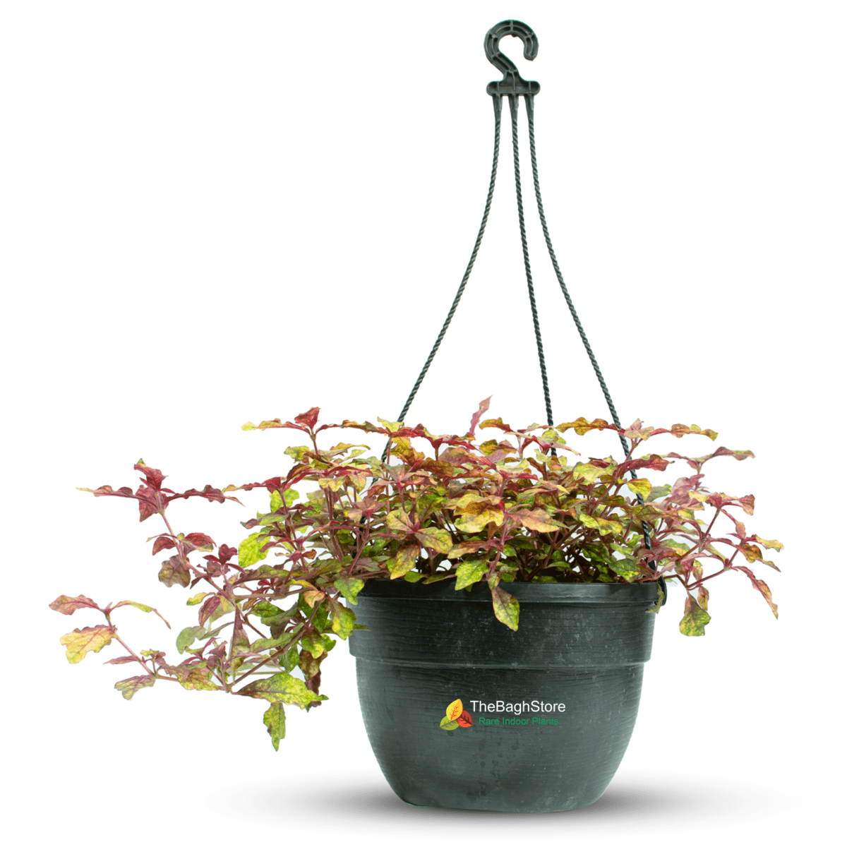 Alternanthera, Hanging - Plant
