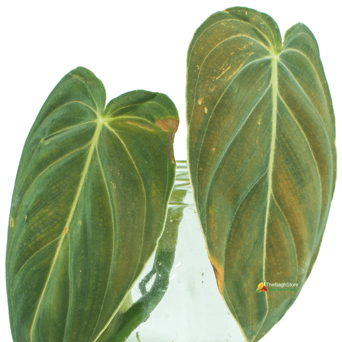 Philodendron Melanochrysum - Plant