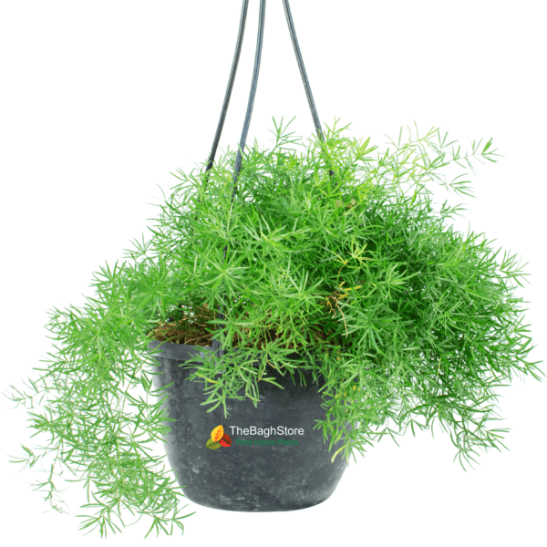 Asparagus densiflorus 'Sprengeri' , Hanging - Plant