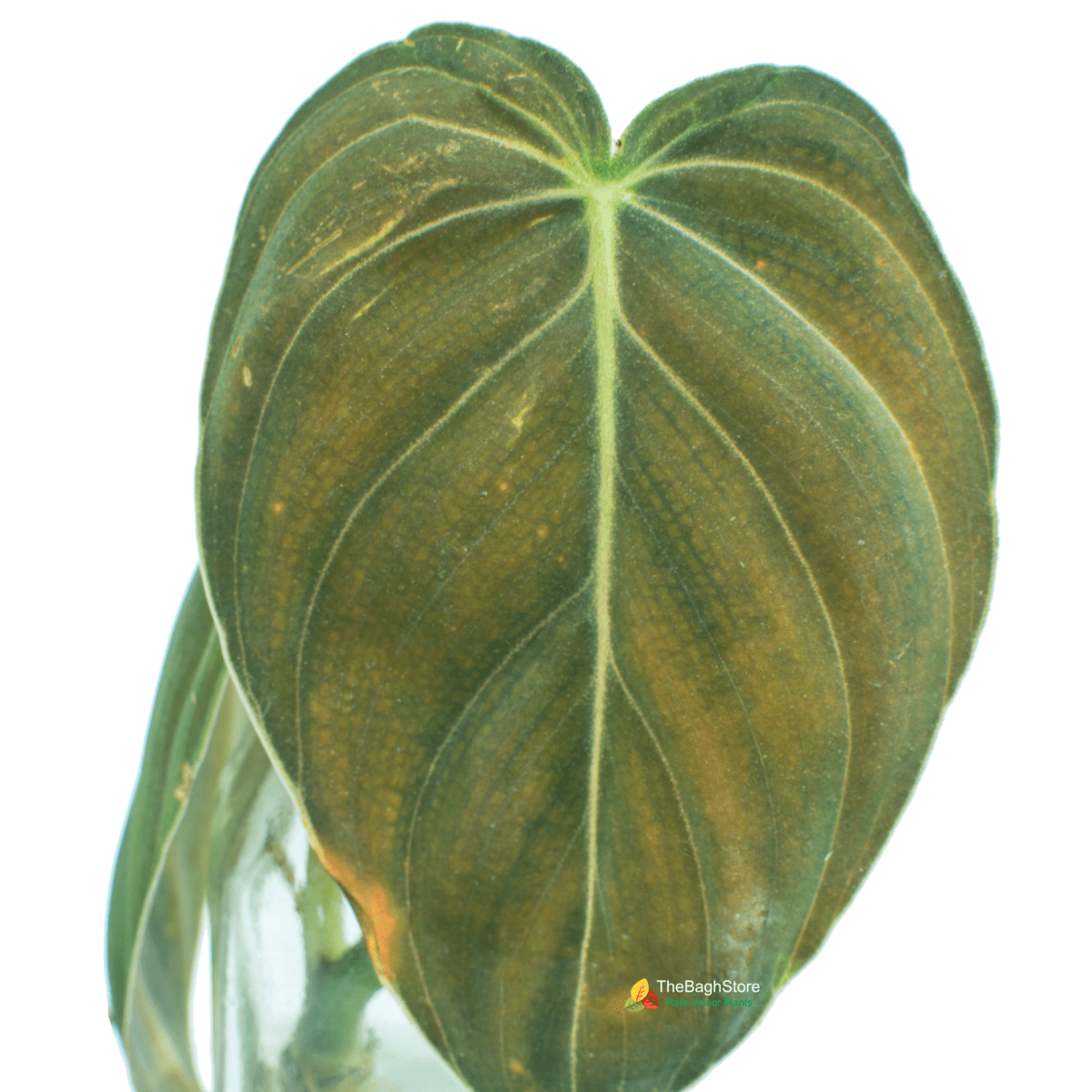 Philodendron Melanochrysum - Plant