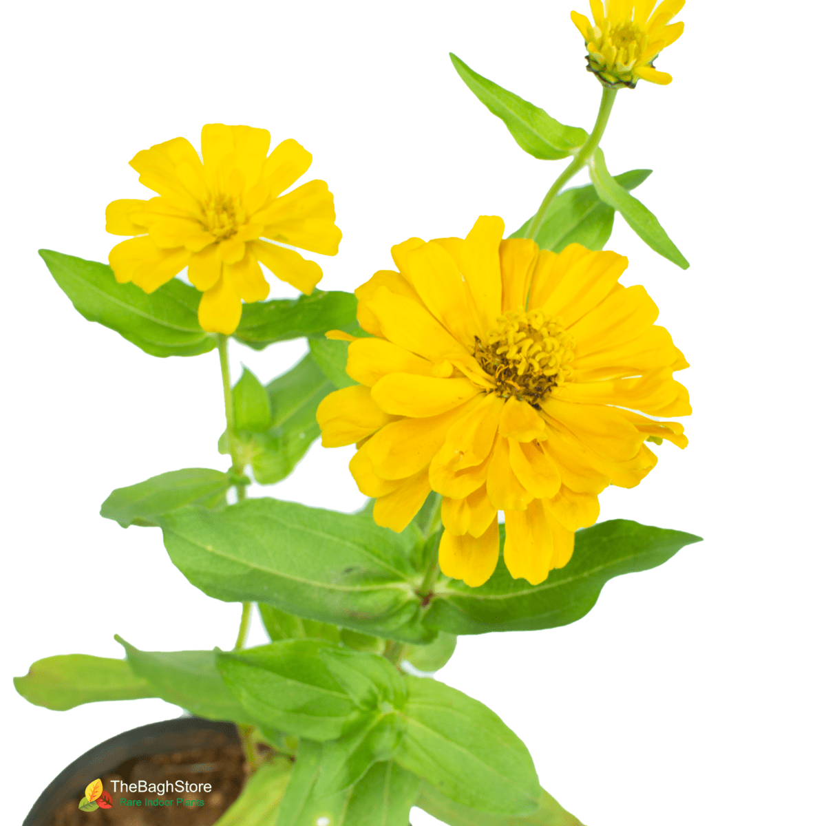 Zinnia (Yellow) - Plant