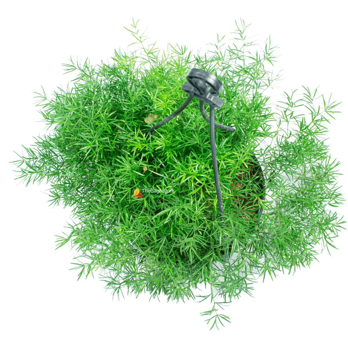 Asparagus densiflorus 'Sprengeri' , Hanging - Plant