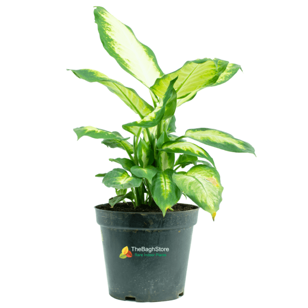 Dieffenbachia Maculata - Plant