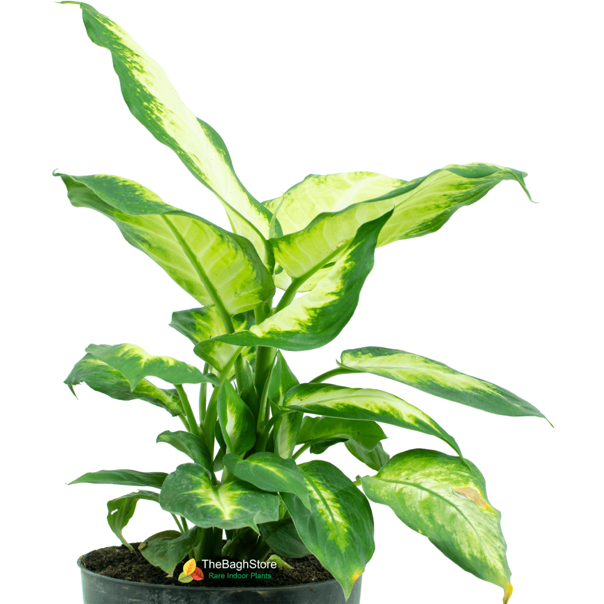 Dieffenbachia Maculata - Plant