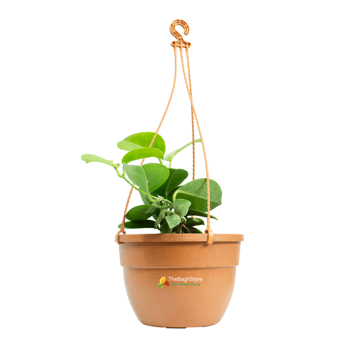 Hoya Carnosa , Hanging - Plant