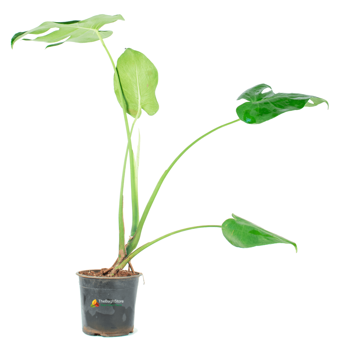 Monstera Deliciosa, Small - Plant