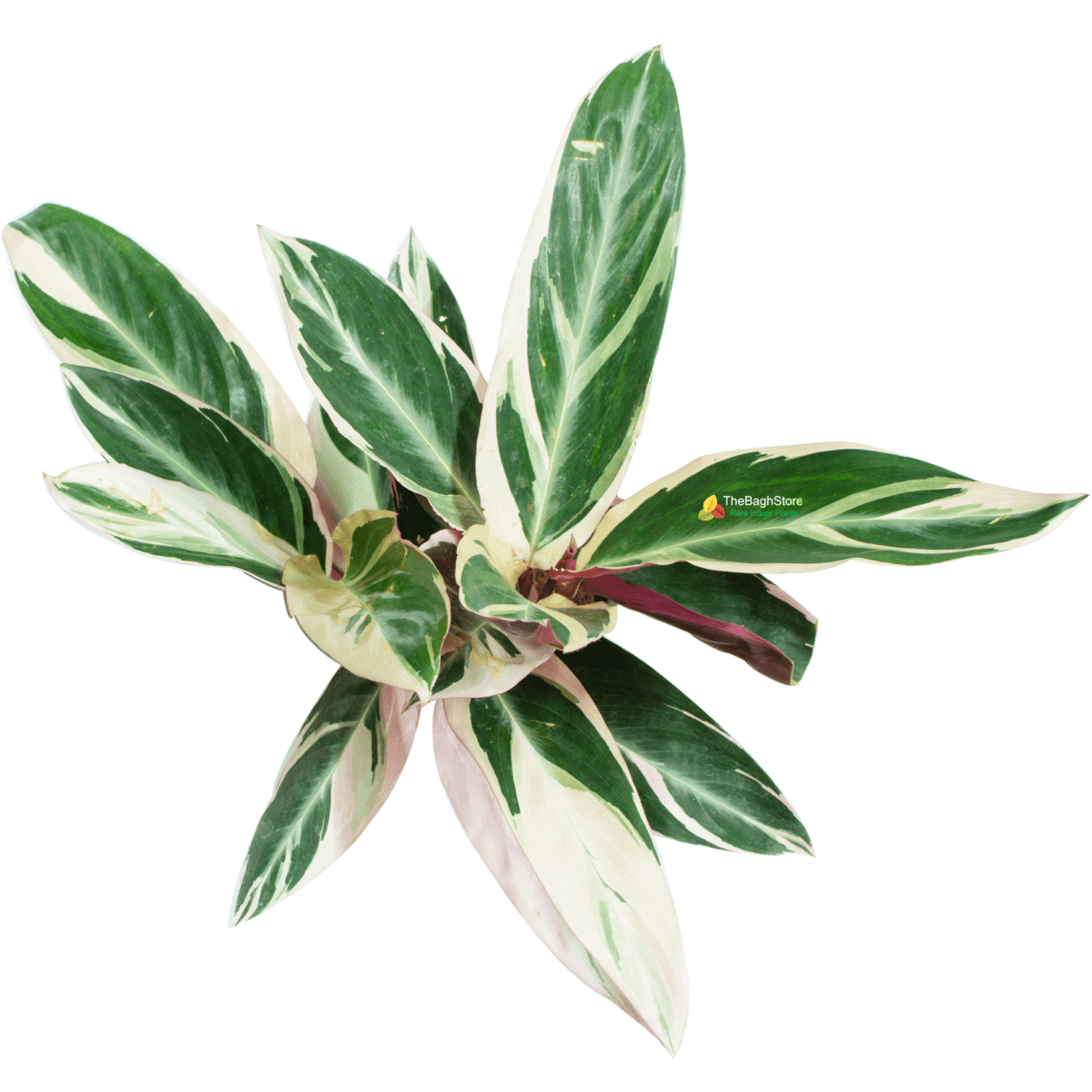 Stromanthe Sanguinea Triostar, Calathea Triostar - Plant