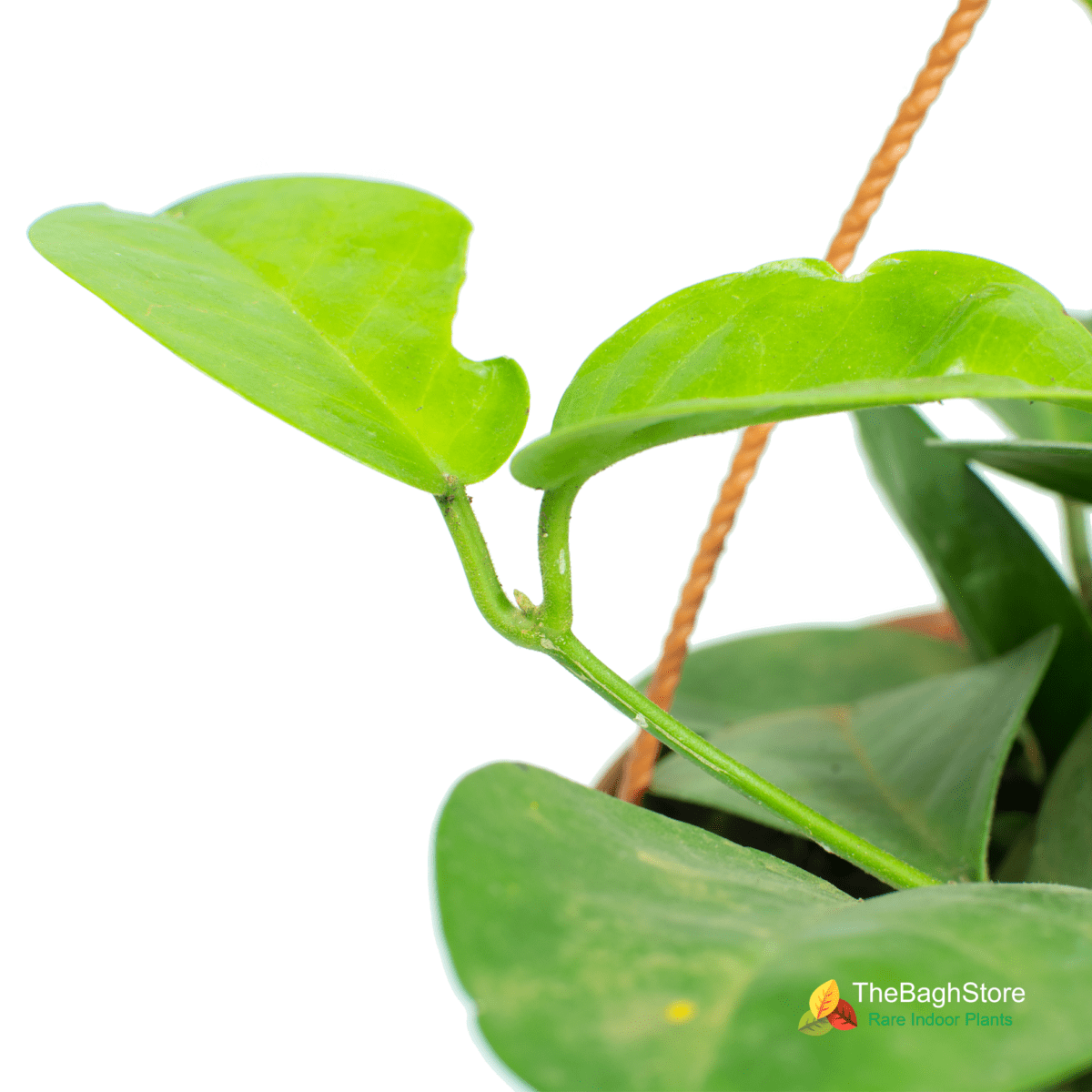 Hoya Carnosa , Hanging - Plant