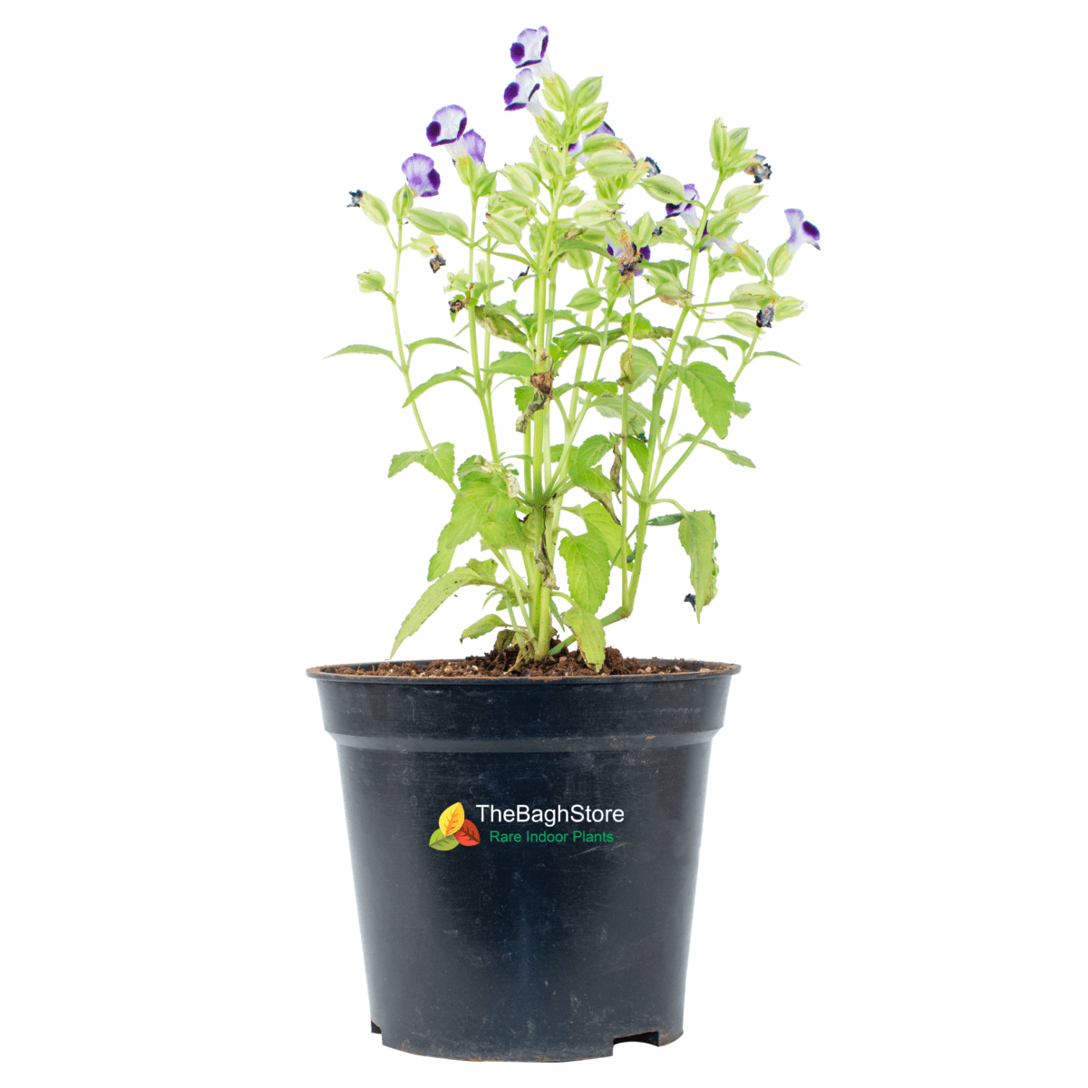Torenia (Blue) , Wishbone Flower - Plant