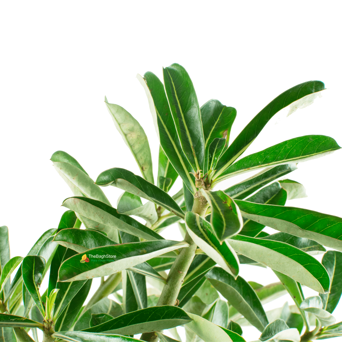 Dischidia Nummularia , String of Nickels , Hanging Plant