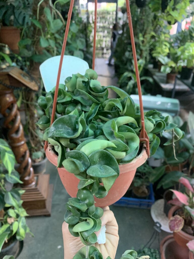 Hindu Rope Plant