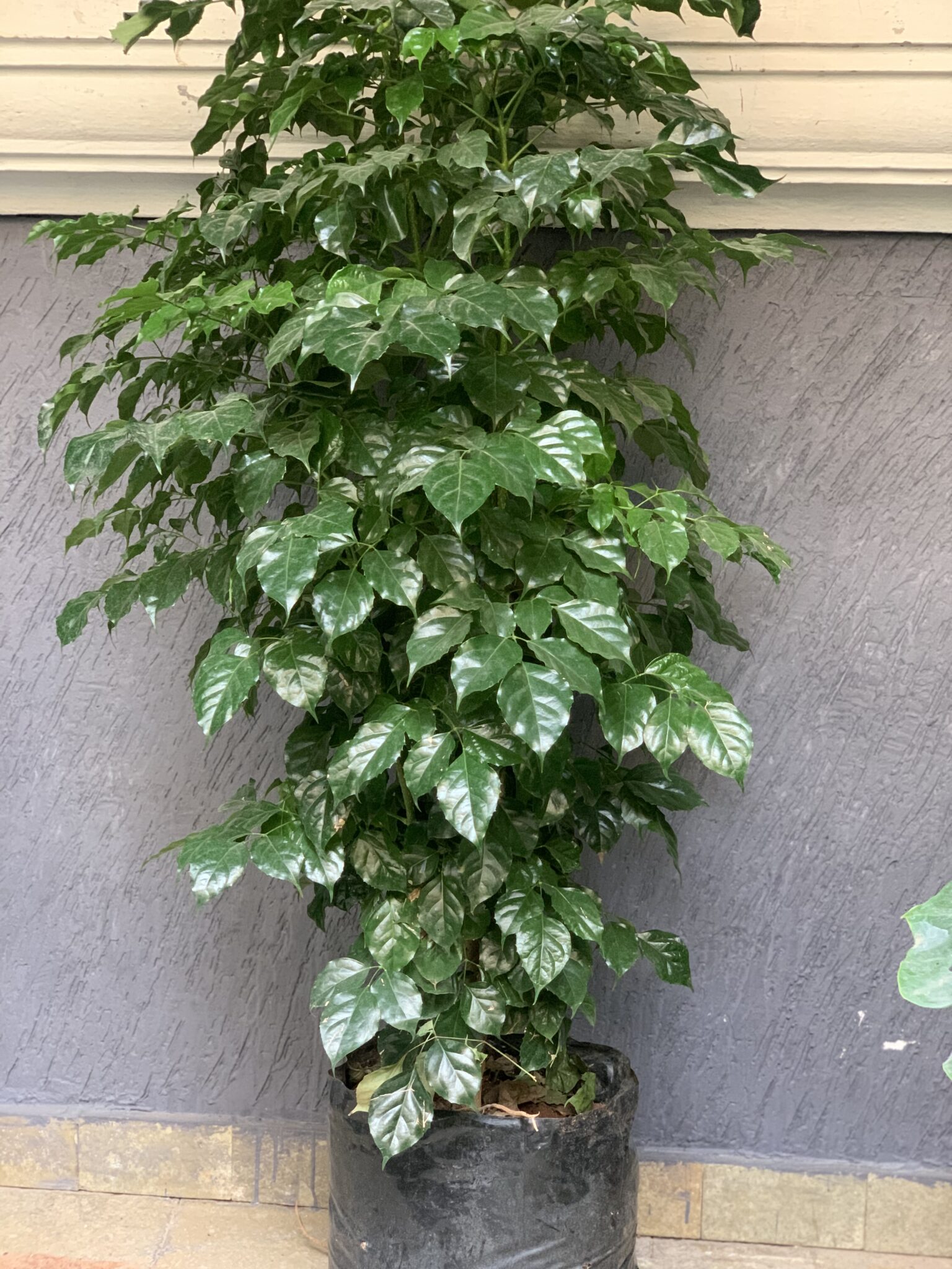 Radermachera, China Doll , 6ft Plant TheBaghstore All Indoor Plants