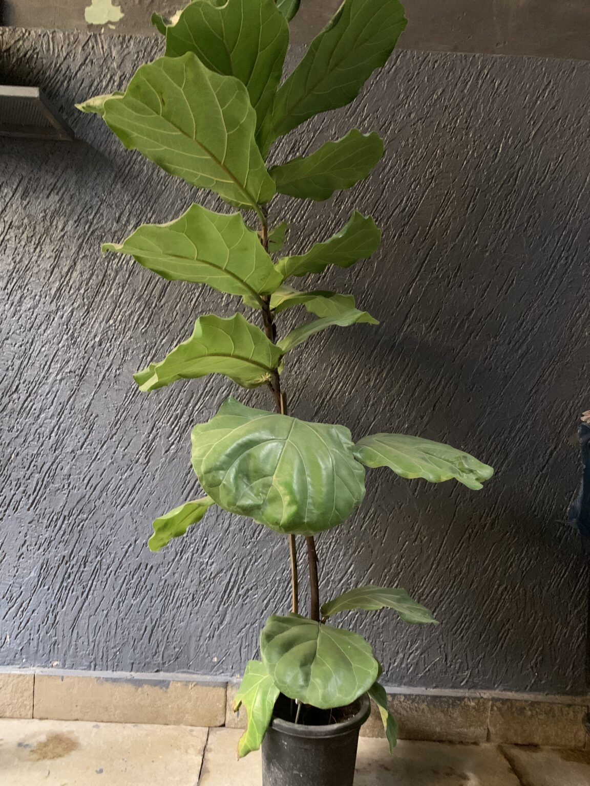 Buy Fiddle Leaf Fig Online Bangalore Same Day Delivery