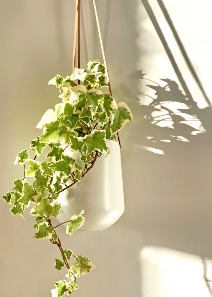 hanging plants for balcony