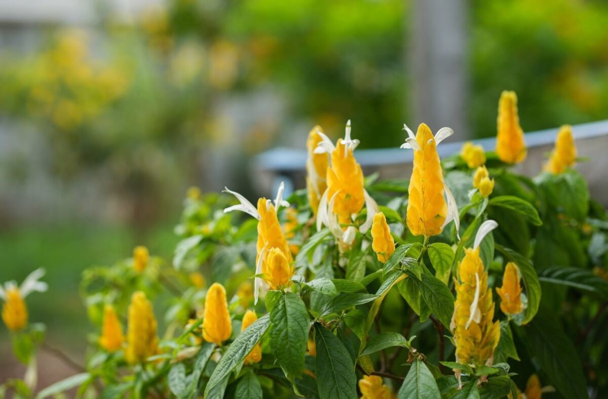 How to Grow Lollipop Plants in Your Garden A Guide to These Colorful