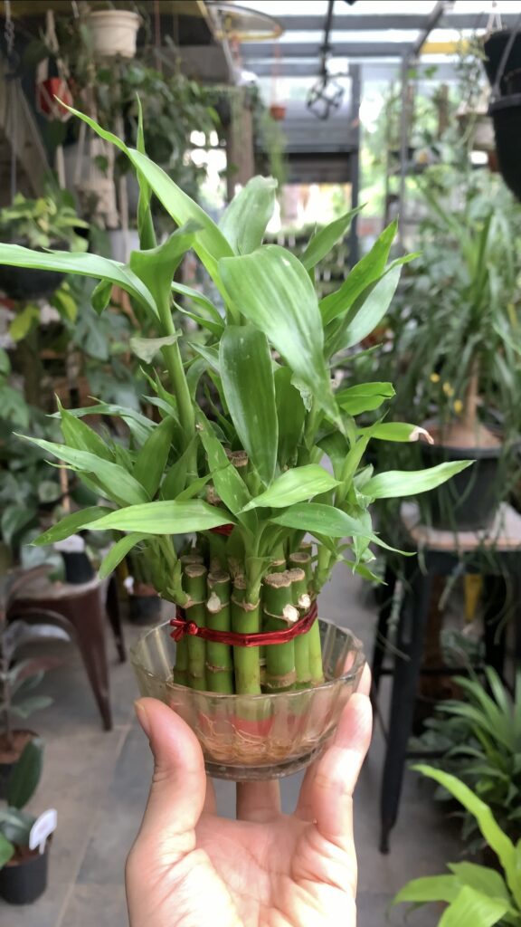 Buy Lucky Bamboo Plant Online Bangalore Same Day Delivery