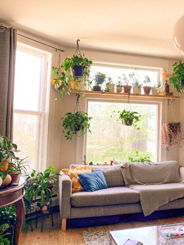 5 Best Indoor Plants to Boost your Mental and Physical Health