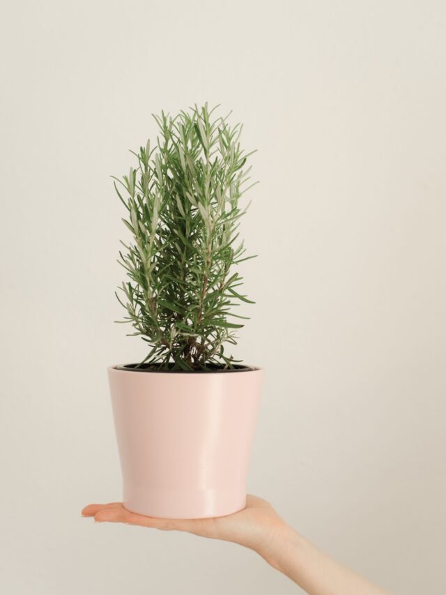 6 Tips To Grow Rosemary Herb Plants