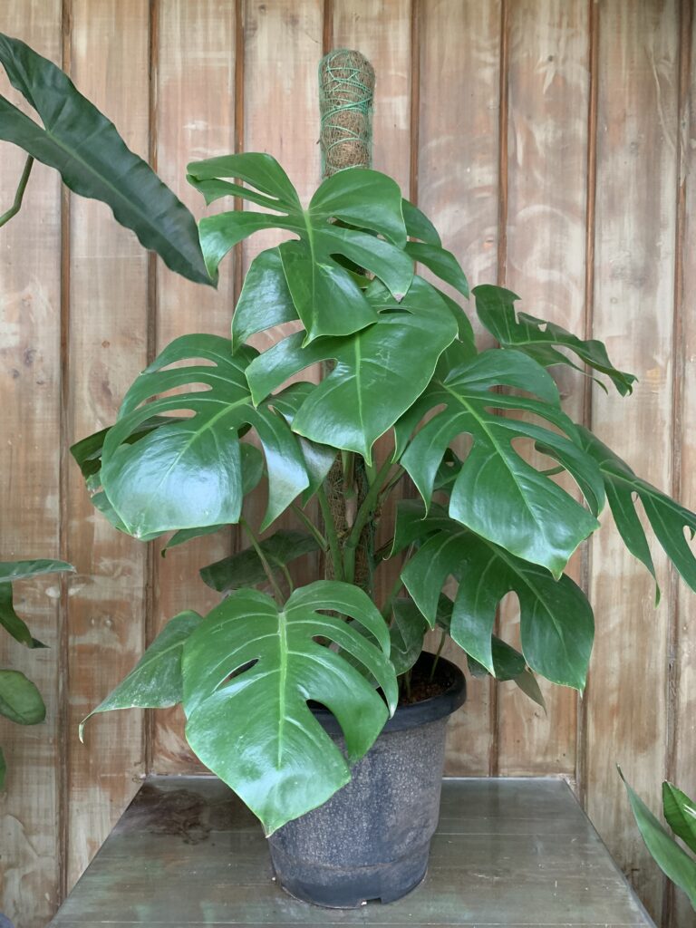 The Best Monstera Moisture Meter: How to Use a Moisture Meter to