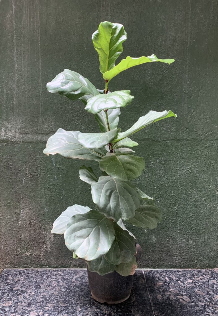 fiddle fig plant in a pot