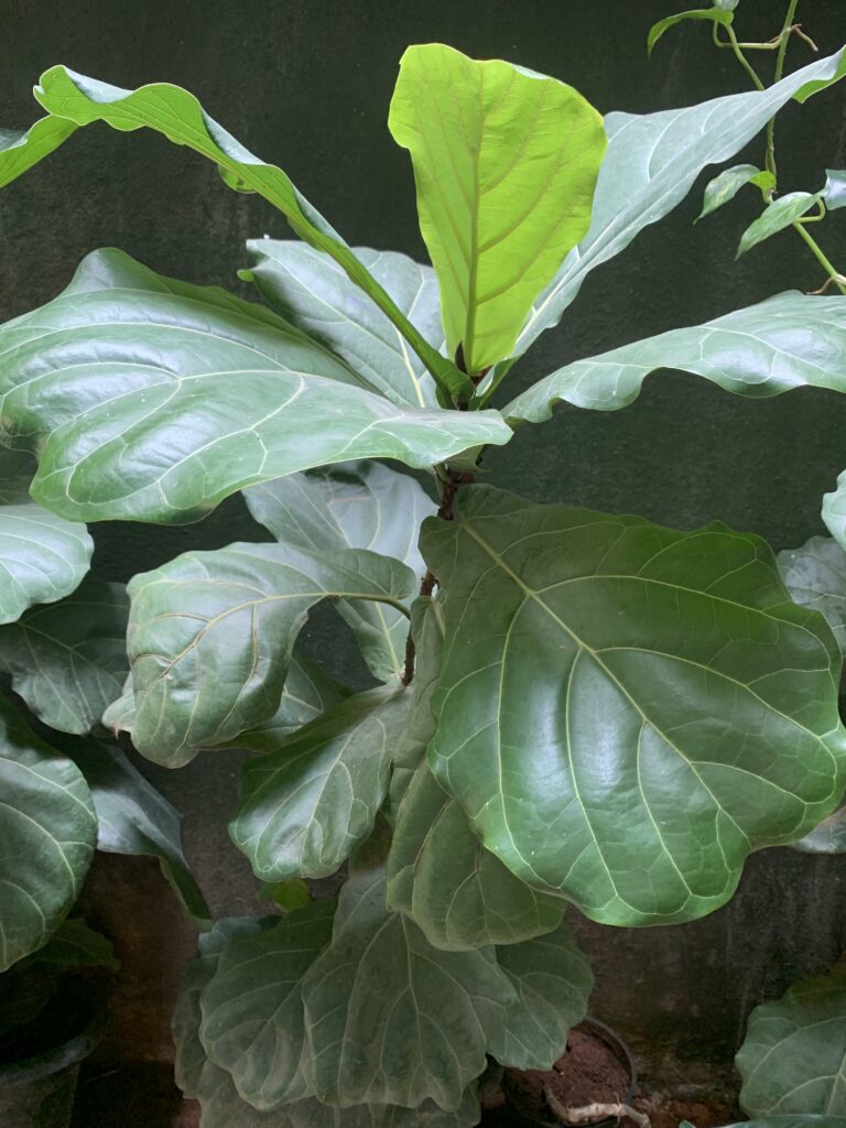 Big Leaves of Fiddle leaf ficus