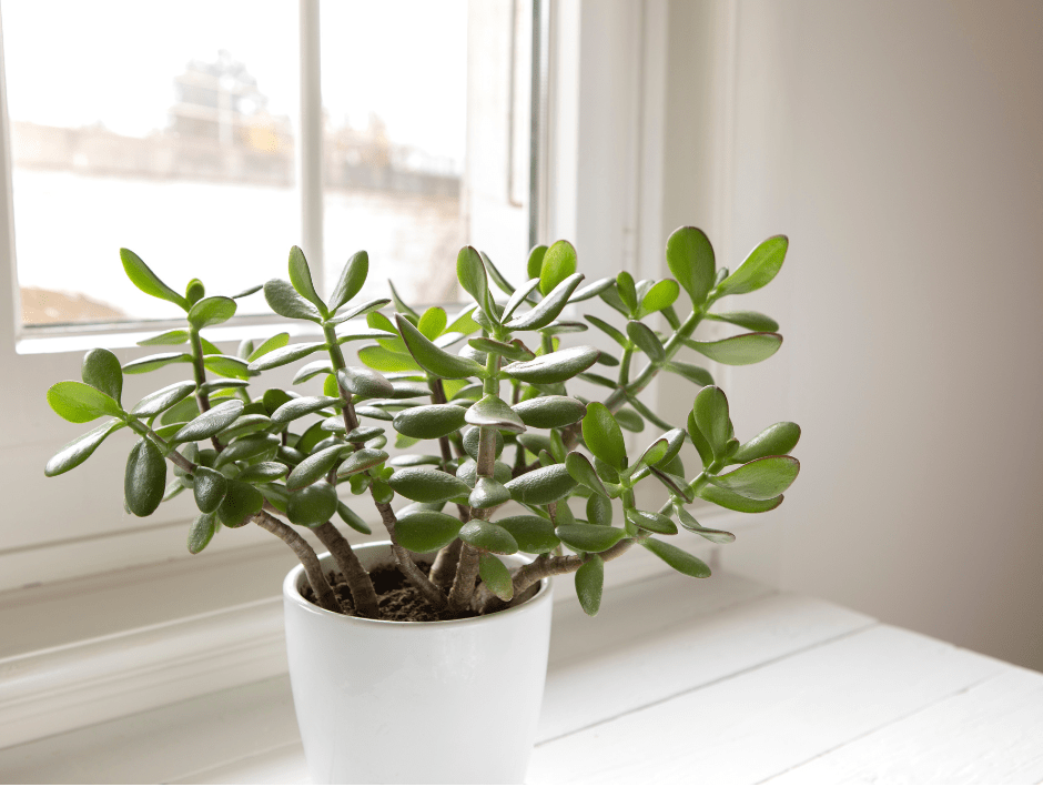 how to take care of a jade plant