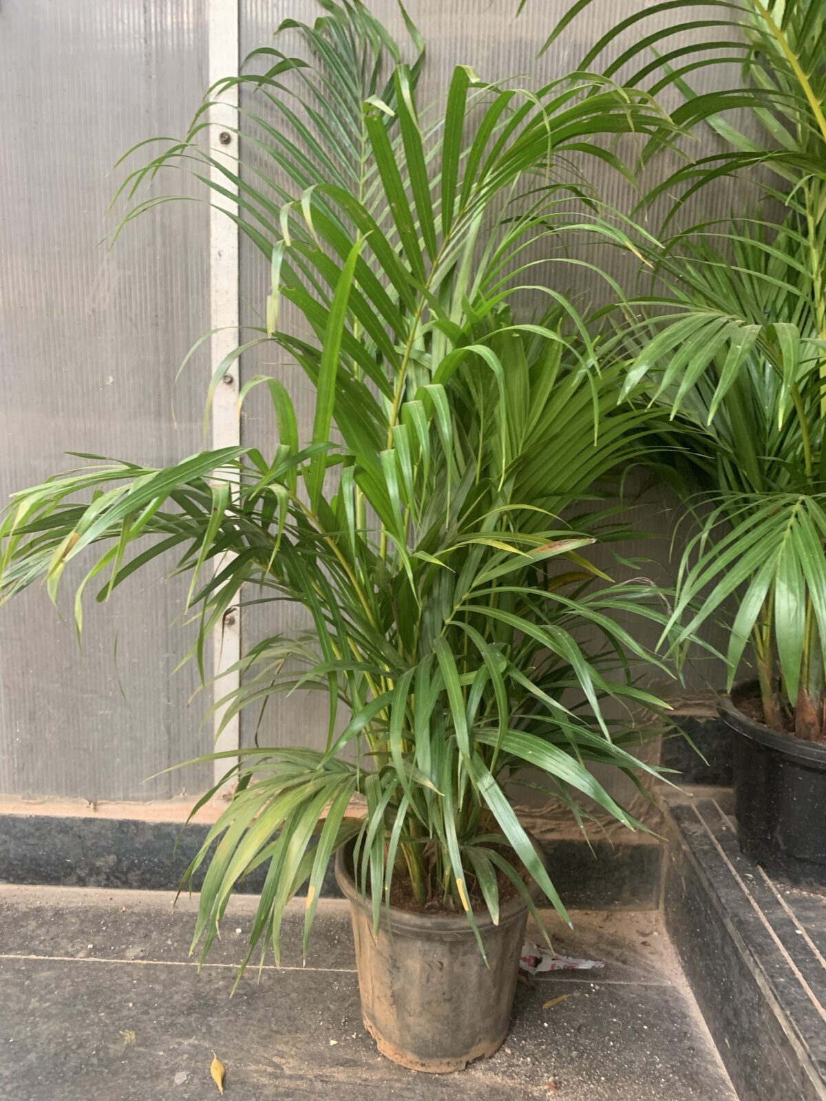 Areca Palm indoor plant