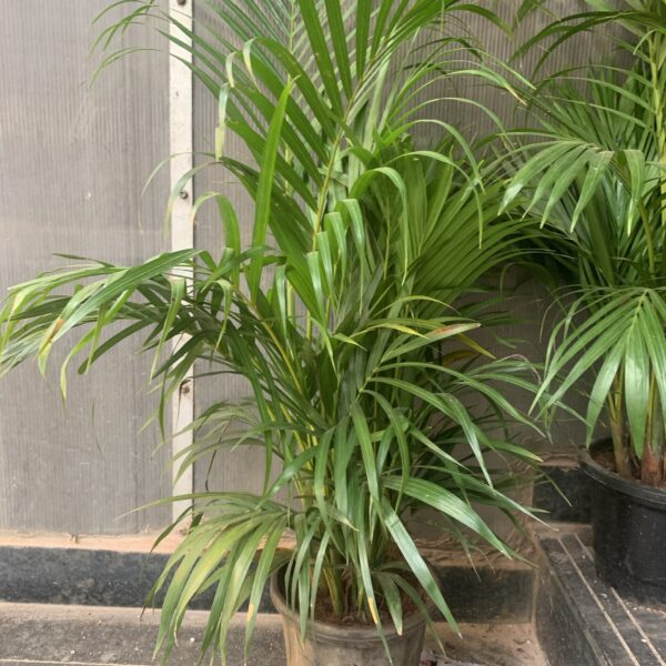 Areca Palm indoor plant