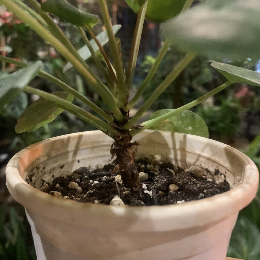 Pilea Peperomioides