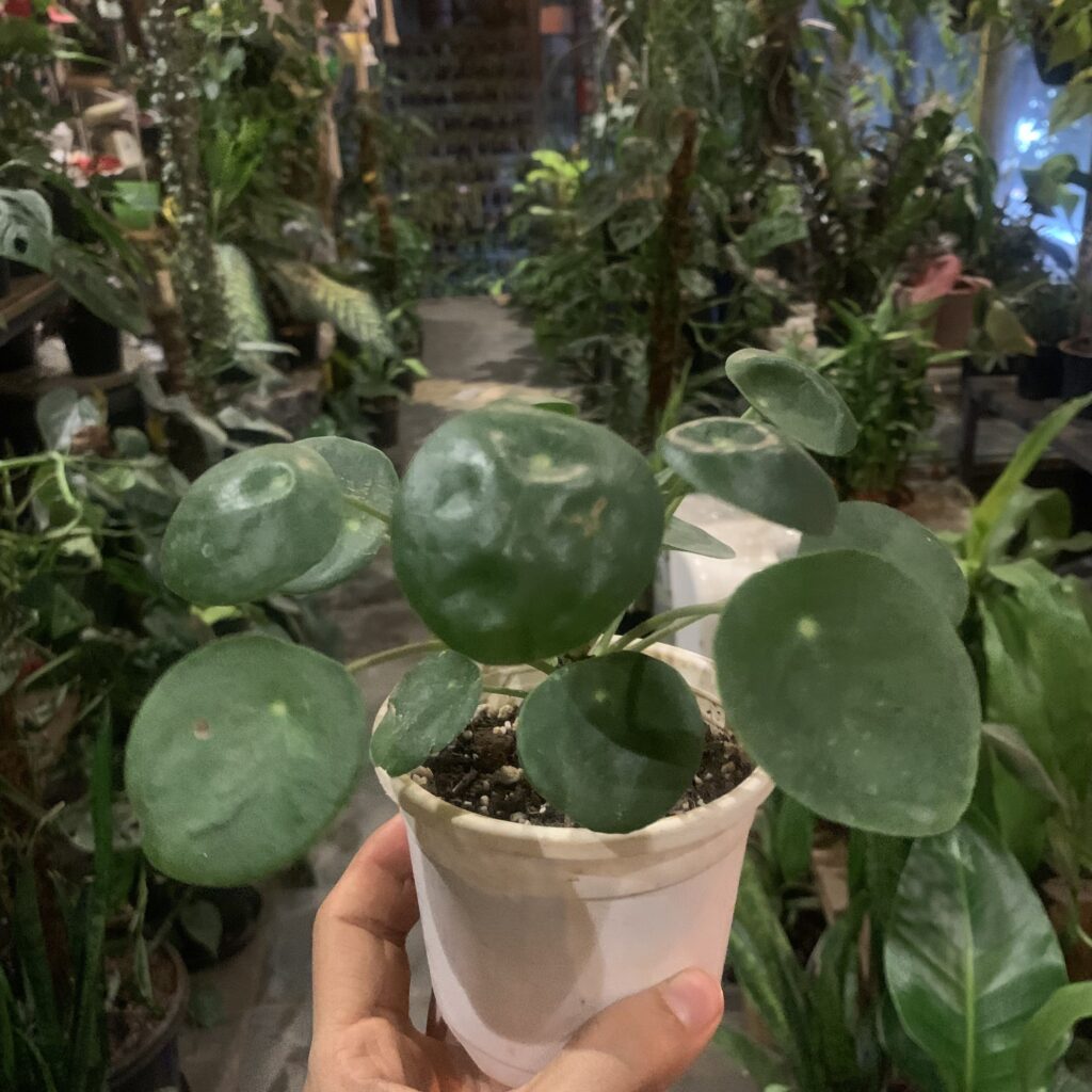 Pilea Peperomiodes