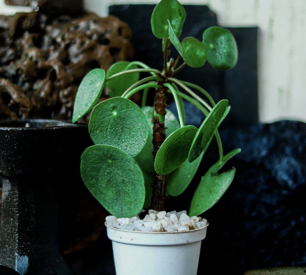 Pilea plant